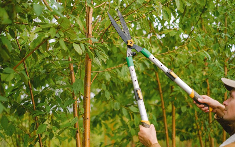 Tree trimming in Lanesville, NY